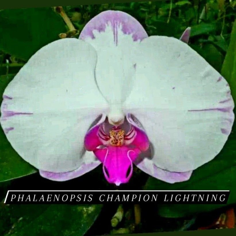 Phalaenopsis Champion Lightning orchid plant, Furniture & Home Living