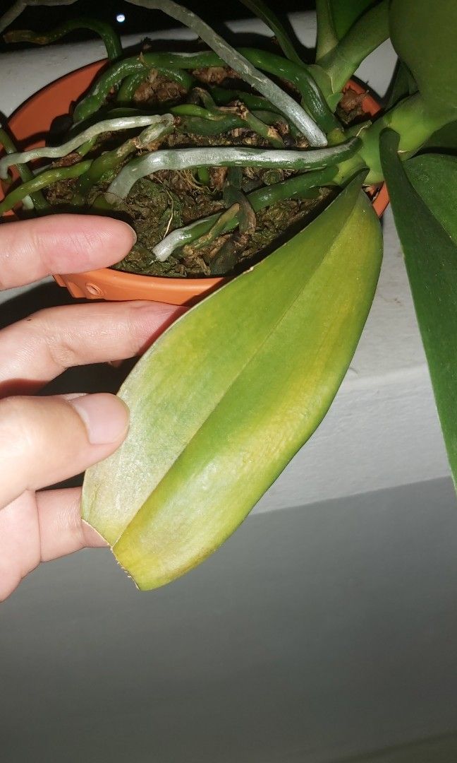 Phalaenopsis Champion Lightning orchid plant, Furniture & Home Living