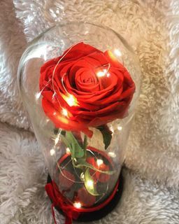Real preserved enchanted rose