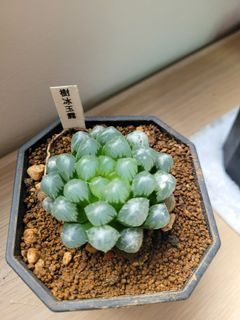 樹冰玉露