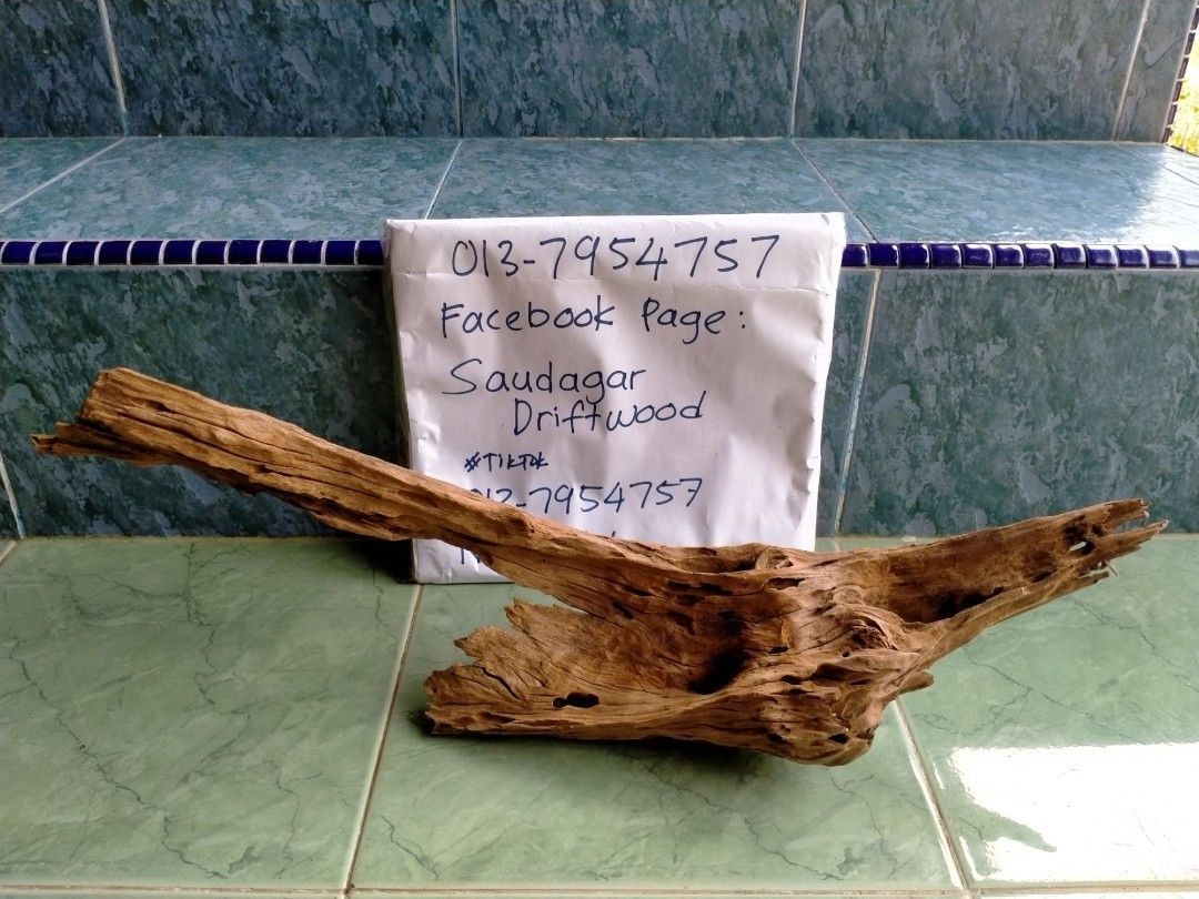 AIRPLANTS driftwood JOHOR, Furniture & Home Living, Home Decor