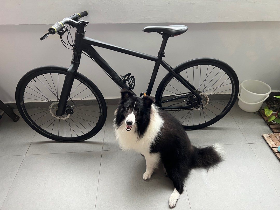 Cannondale bad hot sale boy 2 2016