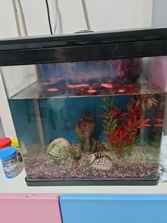(Category: ) located in . Submitted by bbjas (Listing ID 1215175069, Image 1). Description: .