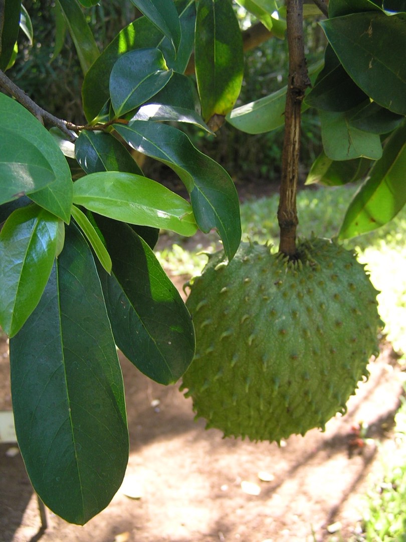 Fresh Soursop Leaves, Health & Nutrition, Health Supplements, Health