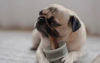 lunoji chewden grip chew holder for dogs treats chews