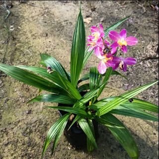 Orchid Spathoglottis Plicata, Orchid Pinang