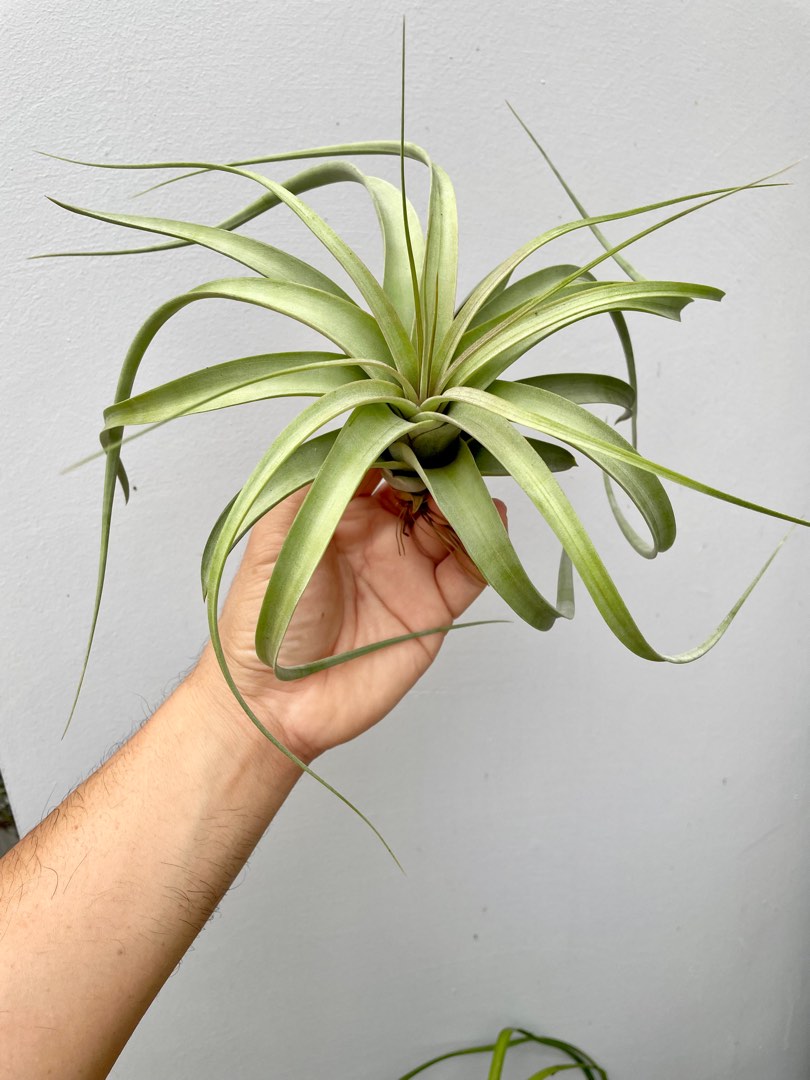 T. Upper class, Rfi , Air plant tillandsia, Furniture & Home