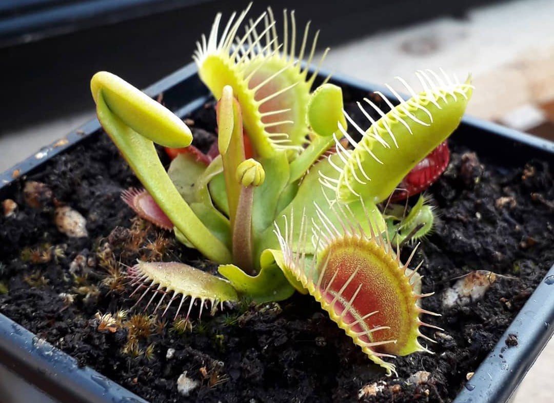 Venus flytrap for sale!, Furniture & Home Living, Gardening, Plants & Seeds on Carousell