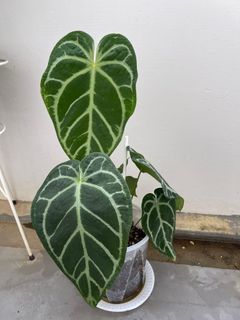 Big Anthurium Crystallinum Hybrid