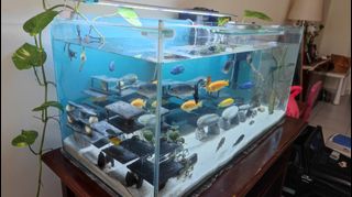 (Category: ) located in . Submitted by dattaray (Listing ID 1212978385, Image 1). Description: .