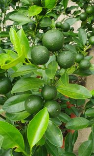 (Category: ) located in . Submitted by urban.cultivar (Listing ID 1215605397, Image 1). Description: .