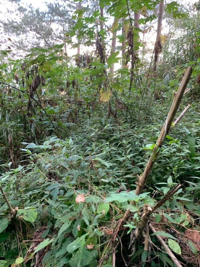 Lot for Sale at Baguio City, Property, For Sale, Lot on Carousell