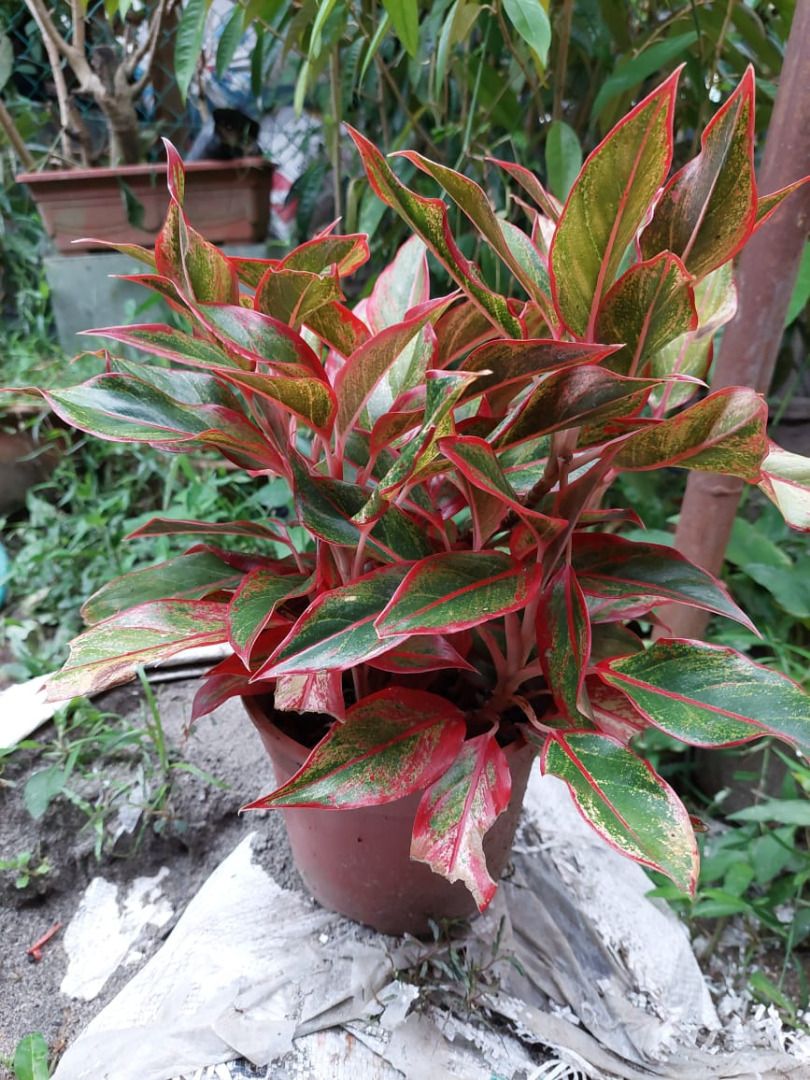 Pokok Tanaman Hiasan Deco Plant, Furniture & Home Living, Gardening