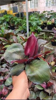 red heart philodendron