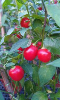 (Category: ) located in . Submitted by urban.cultivar (Listing ID 1215551310, Image 1). Description: .