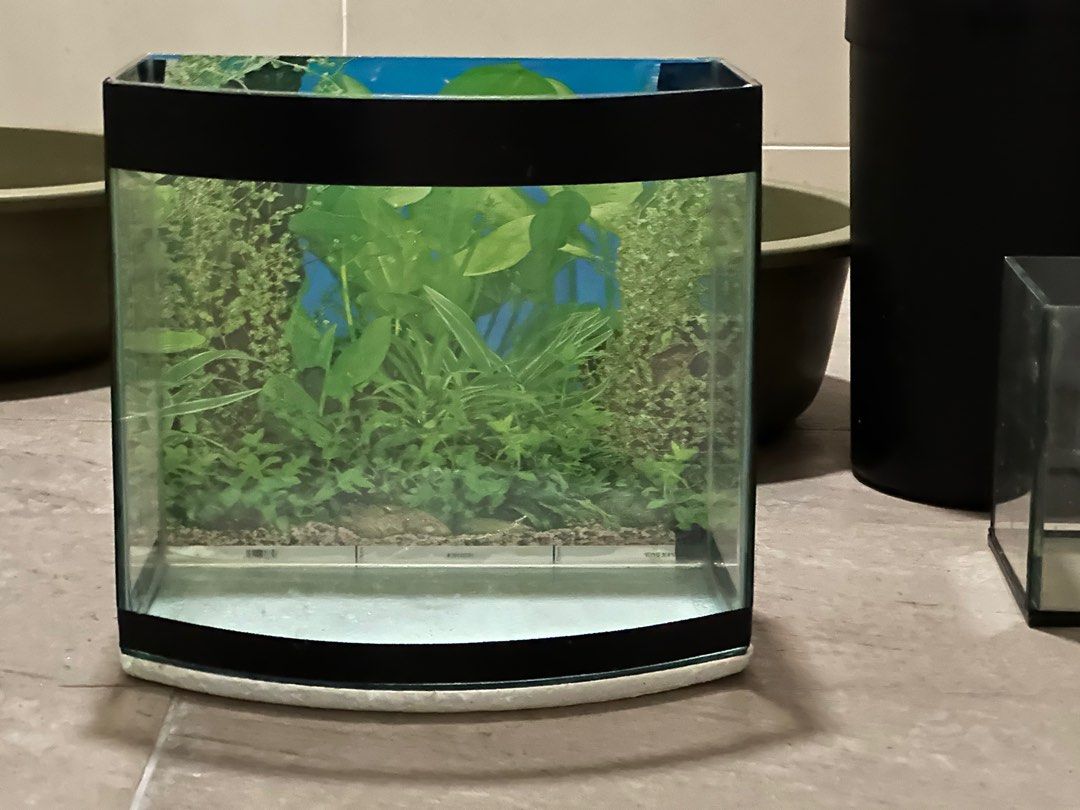 3 fish aquarium tank to let go (ALL for RM60), Pet Supplies, Homes
