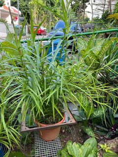 Bamboo orchid