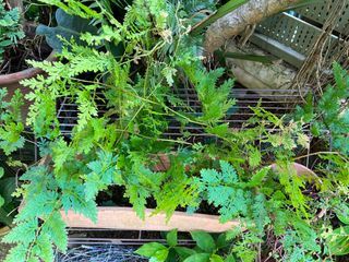 Blue fern