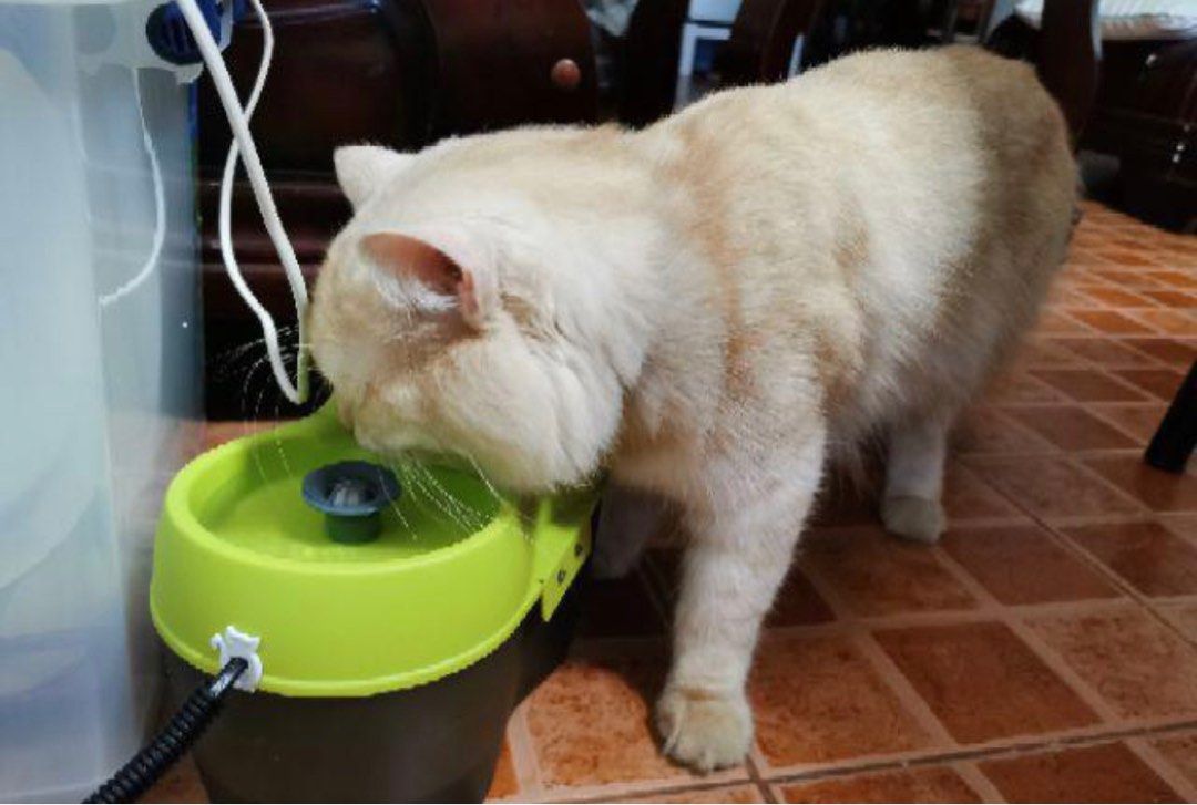 Cat H20 2L Water Fountain, Pet Supplies, Homes & Other Pet Accessories