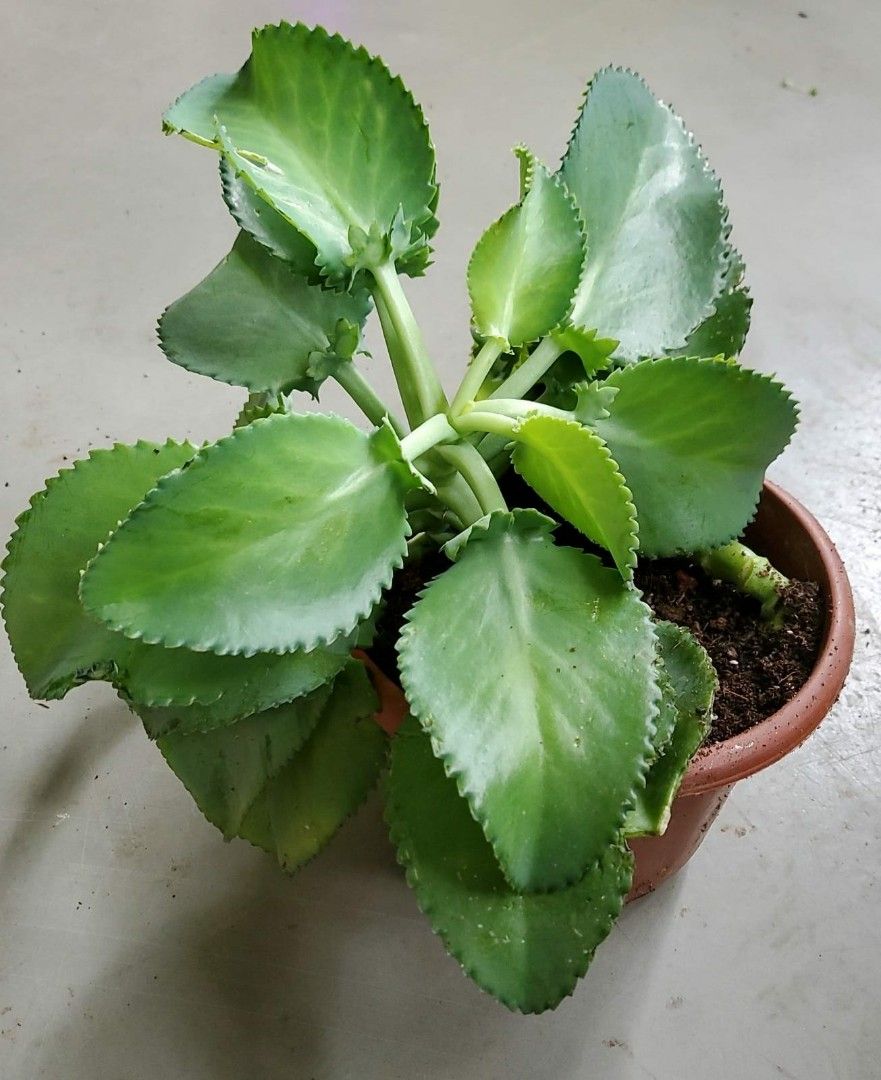 Kalanchoe Daigremontiana Mother Of thousands Devil backbone, Furniture