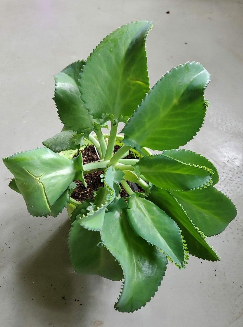 Kalanchoe Daigremontiana Mother of Thousands Devil Backbone, Furniture