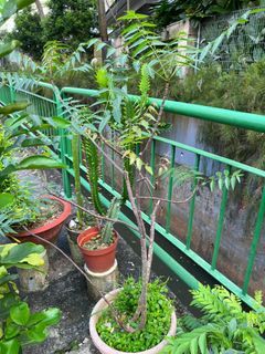 Neem leaf plant