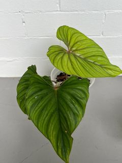 Philodendron Plowmanii