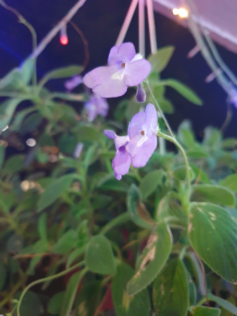 Streptocarpus Saxorum Cape Primrose Purple Flowers Bushy Healthy Happy Plant Hanging pot, Furniture & Home Living, Gardening, Plants & Seeds on Carousell Streptocarpus Saxorum Cape Primrose Purple Flowers Bushy Healthy Happy Plant Hanging Pot, Furniture & Home Living, Gardening, Plants & Seeds On Carousell
