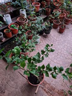 (Category: ) located in . Submitted by kaavya1412 (Listing ID 1215819235, Image 1). Description: .