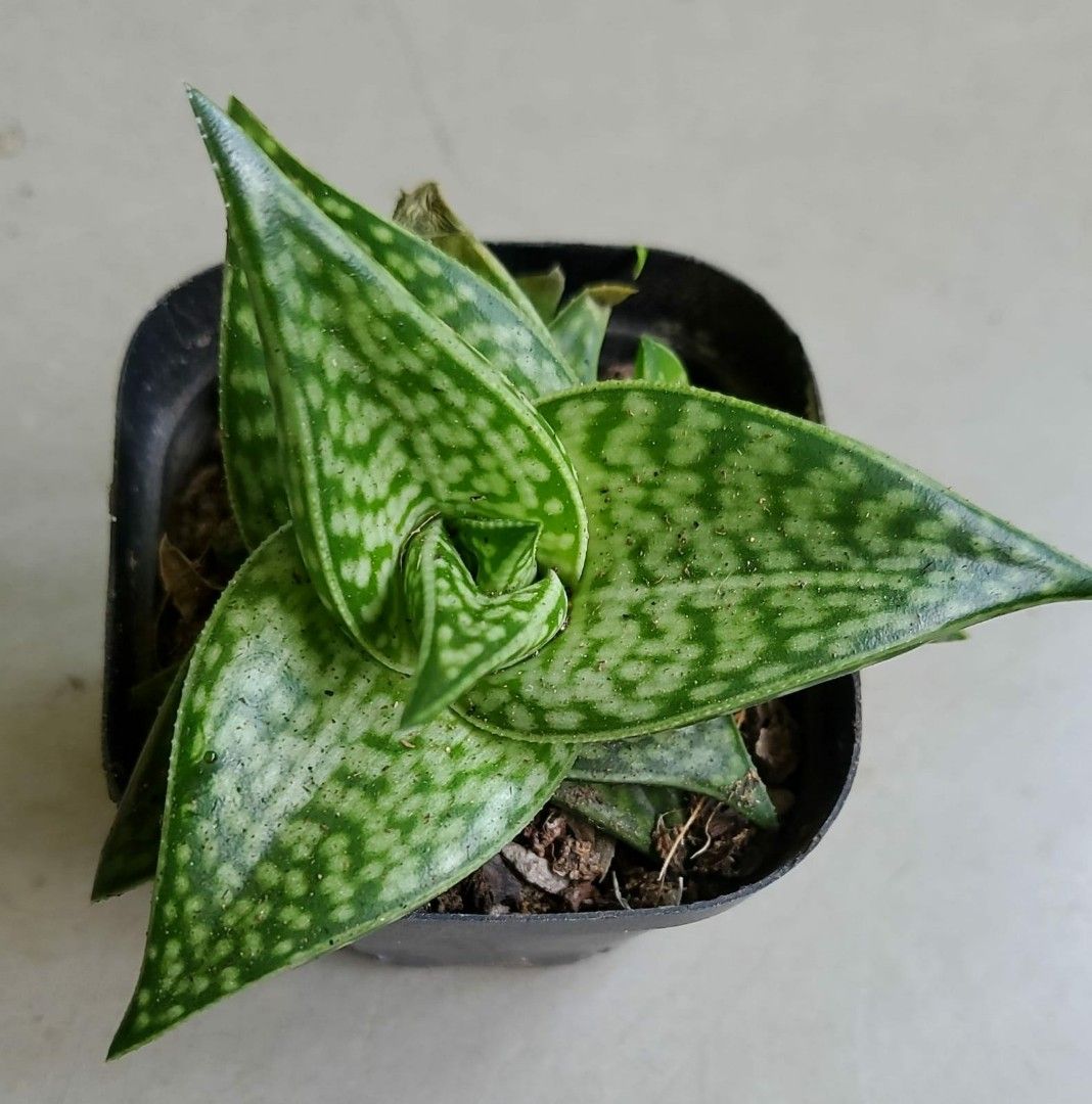 Aloe Variegata Tiger Aloe Patridge Breasted Aloe, Furniture & Home ...