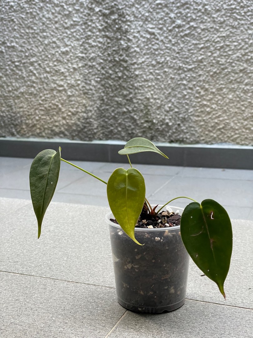 Anthurium peltigerum, Furniture & Home Living, Gardening, Plants