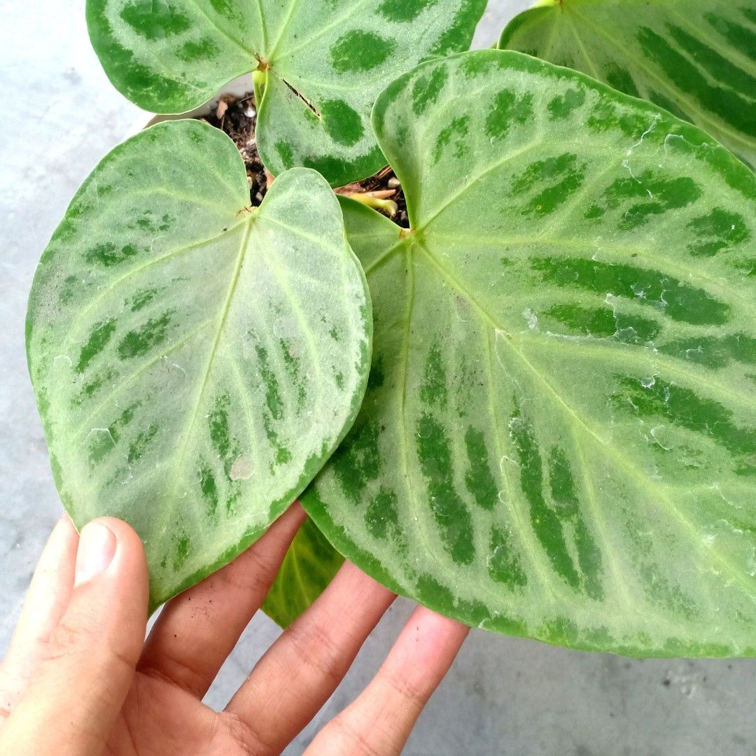 Anthurium Silver Chrome, Furniture & Home Living, Gardening, Plants & Seeds  on Carousell