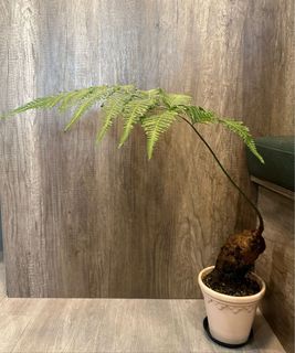 （分類：）位於 。 由 lkyda 提交（商品編號 1215966408，圖片 1）。簡介： 。