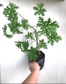 Citronella Malvarosa Live Plant/Healthy and rare