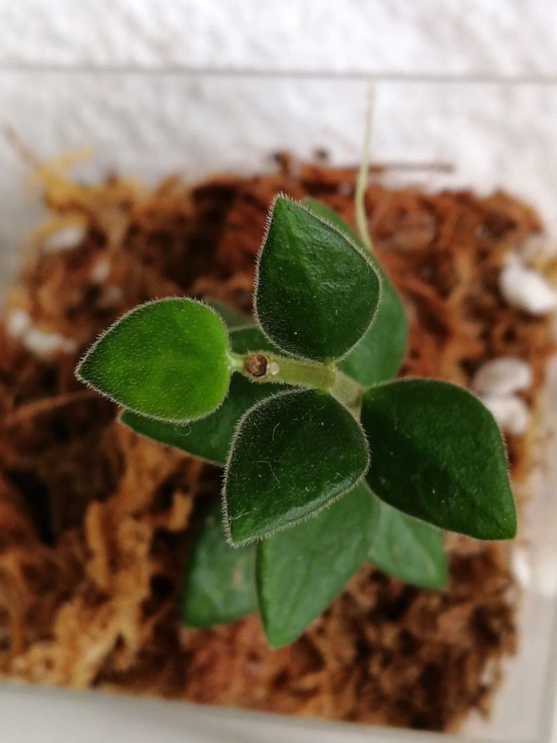 Rare! Hoya Chinghungensis, Furniture & Home Living, Gardening, Plants