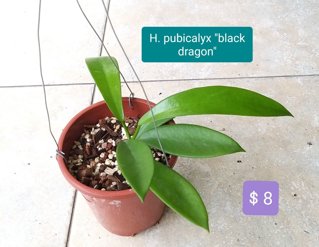Hoya pubicalyx "black dragon", Furniture & Home Living, Gardening