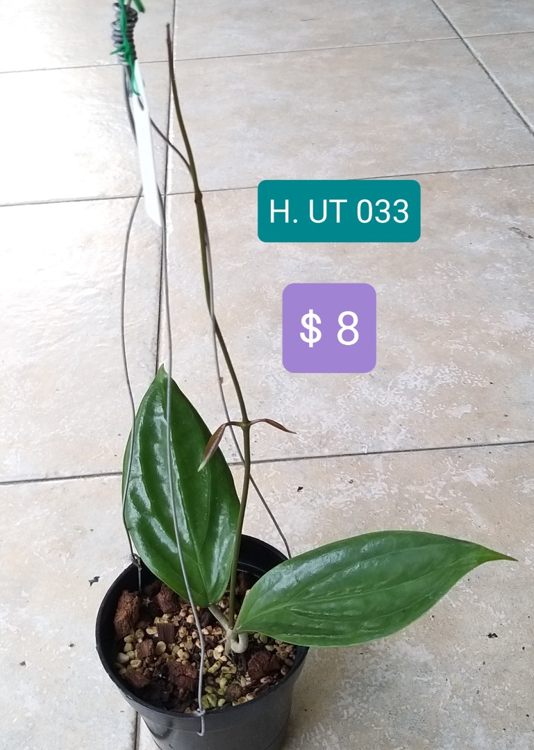 Hoya UT033, Furniture & Home Living, Gardening, Plants & Seeds on Carousell