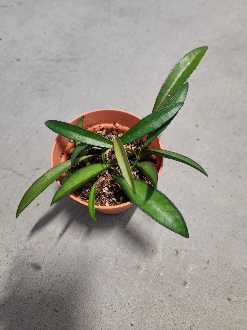 Hoya Wayetii, Furniture & Home Living, Gardening, Plants & Seeds on ...
