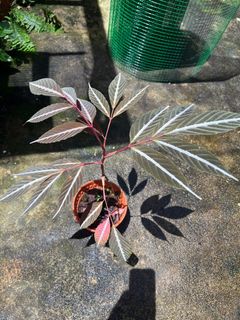 (Category: ) located in . Submitted by plantslover77 (Listing ID 1216020809, Image 1). Description: .