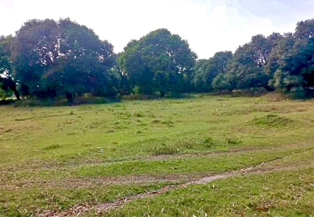 Mango Farm for Sale, Property, For Sale, Lot on Carousell