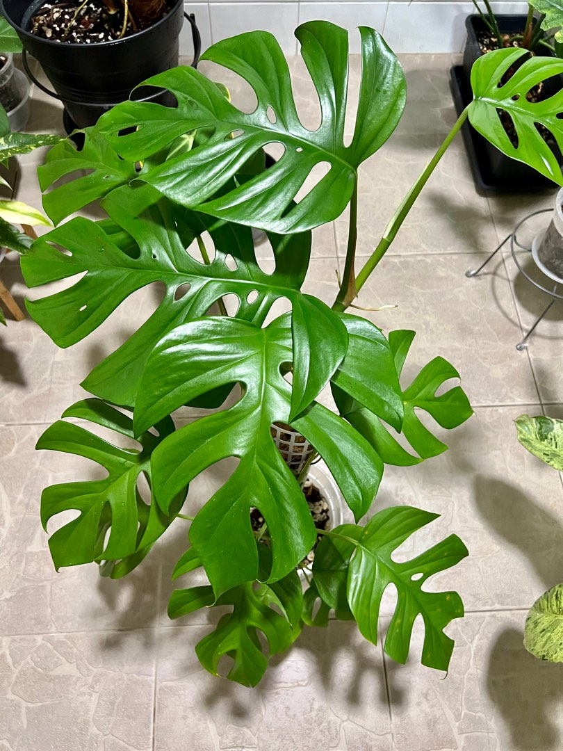 Rhaphidophora Tetrasperma Large Form, Furniture & Home Living