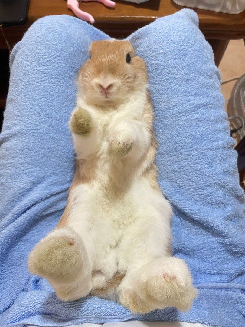 Mobile best sale rabbit grooming