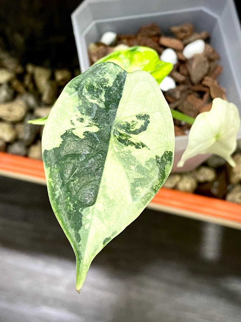 Alocasia Dragon Scale Variegated Albo, Furniture & Home Living