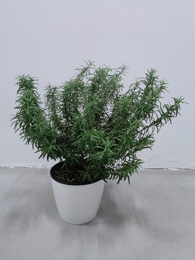Edible Herb Rosemary Plant, Furniture & Home Living, Gardening, Plants