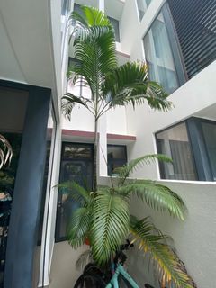 Established palm 3.5m tall!