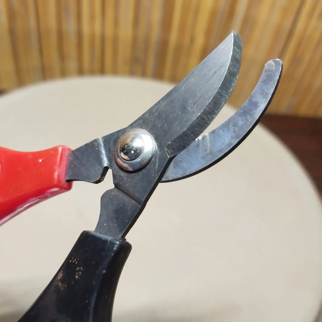 Garden Scissors (Category: Gardening Tools & Ornaments) located in Malolos. Submitted by jestrelita (Listing ID 1216252982, Image 2). Description: Garden Scissors P180 only - pruning/cutting stems - good as new 🇯🇵🏯👘👺🗾🍱🎎🍜🍙.