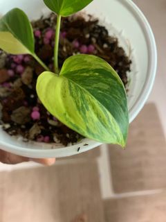 (Category: ) located in . Submitted by plants_and_stuff (Listing ID 1216069360, Image 1). Description: .