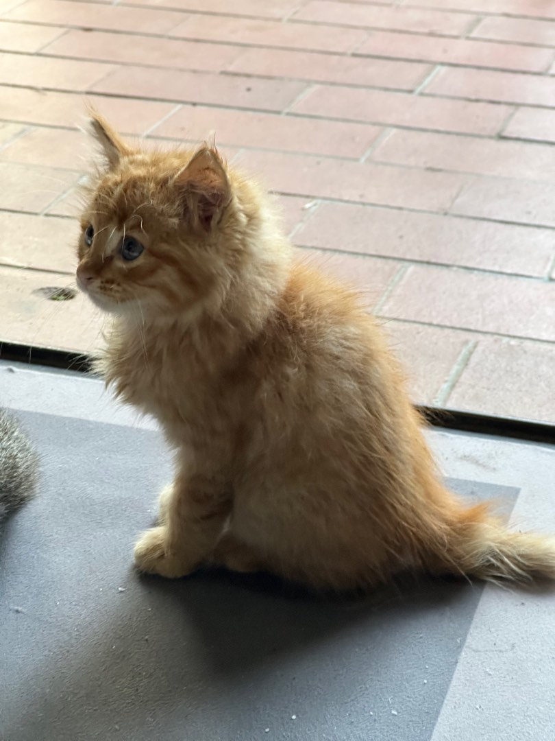 Kucing Persien Medium