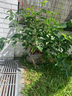 (Category: ) located in . Submitted by emeley1 (Listing ID 1216144373, Image 1). Description: .