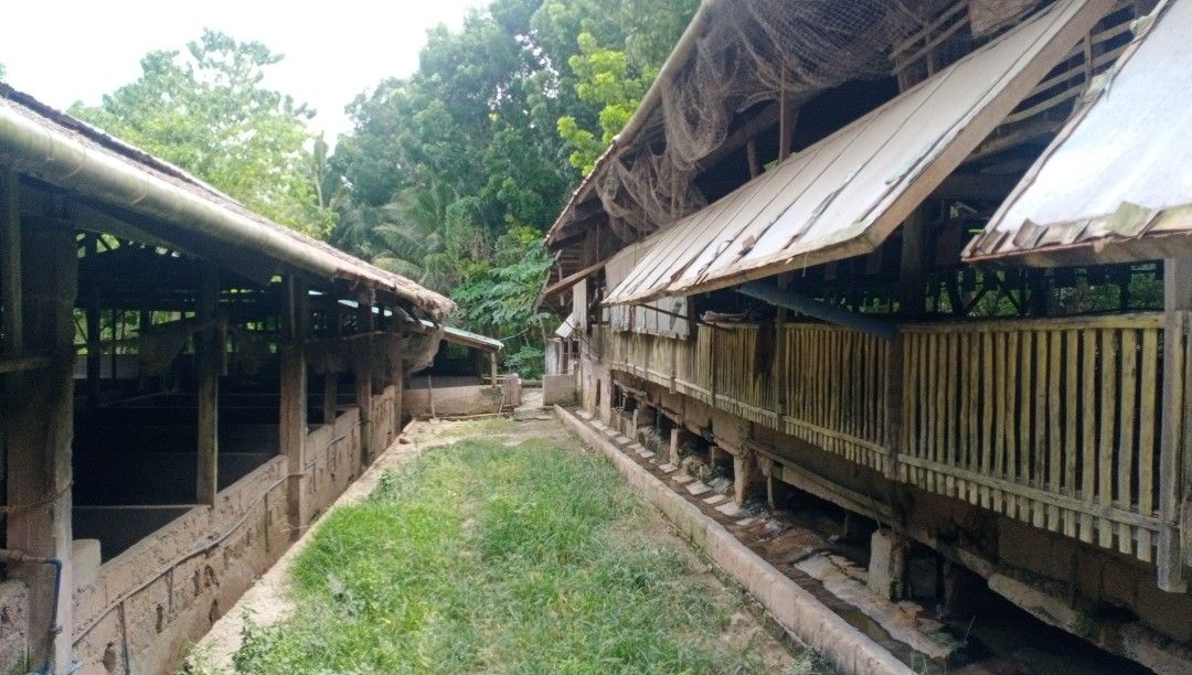 Piggery For Sale, Property, For Sale, Lot on Carousell